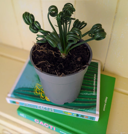 How to care for your Albuca spiralis (The truth)!