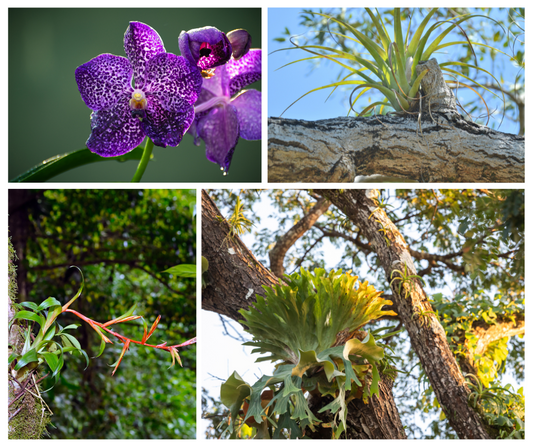 What are epiphytes and how do I care for them?