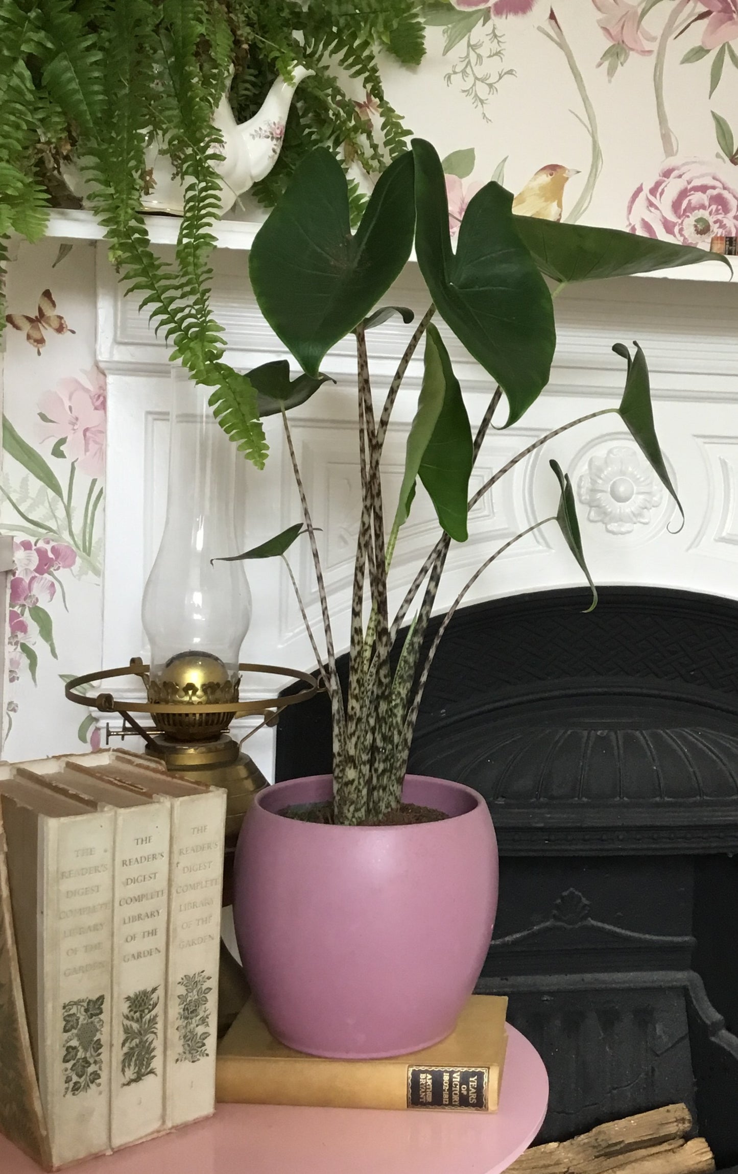 Alocasia zebrina in 7 cm pot