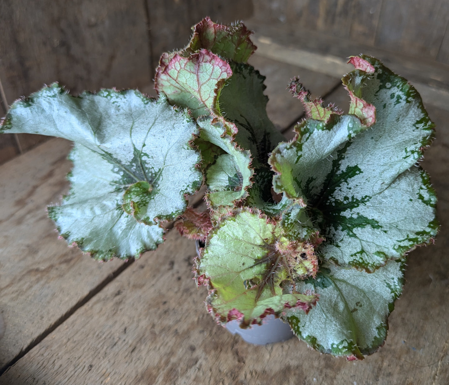Overall view of begonia rex escargot leaves resembling the shell of a snail
