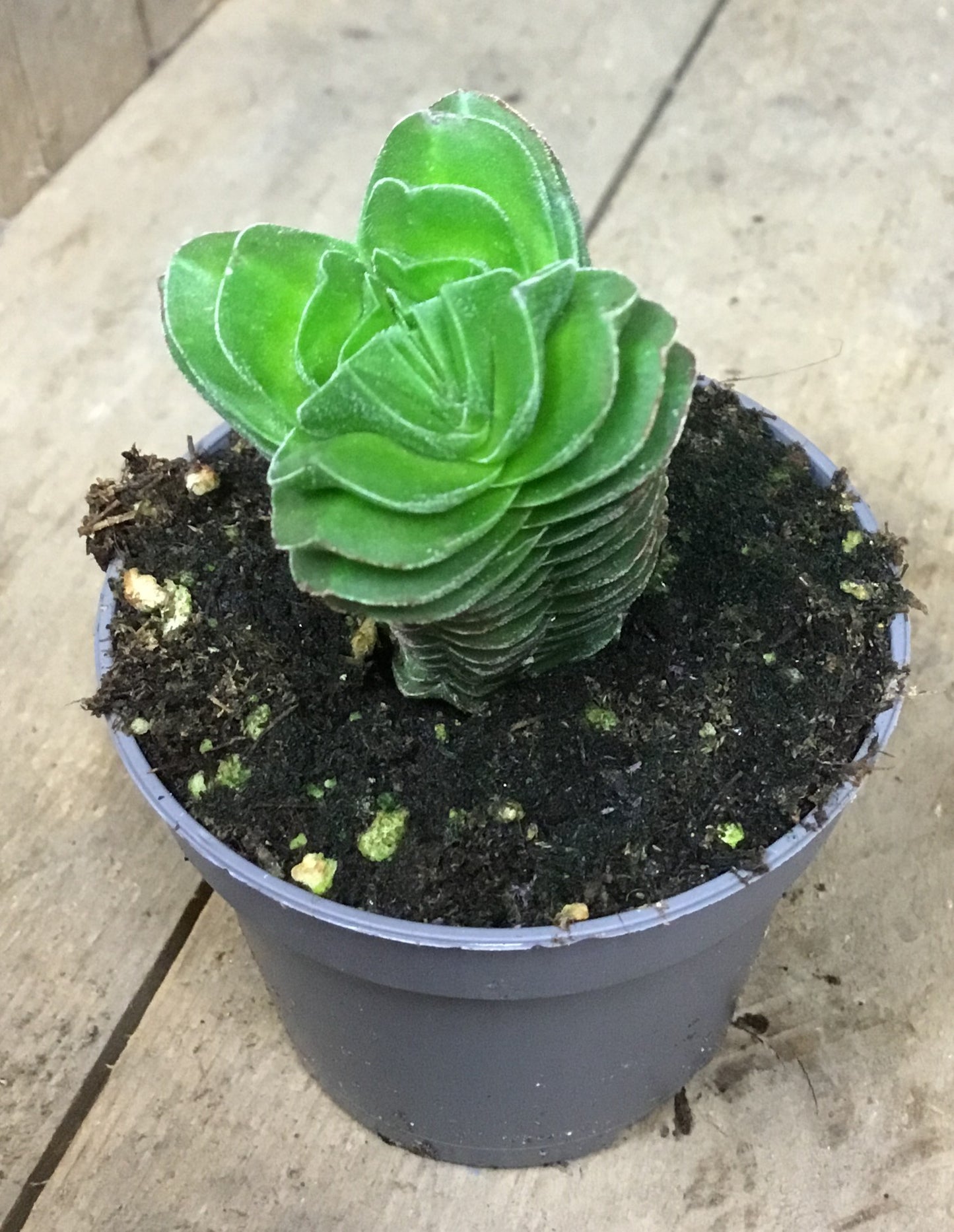 Crassula Buddah's Temple in 6 cm pot