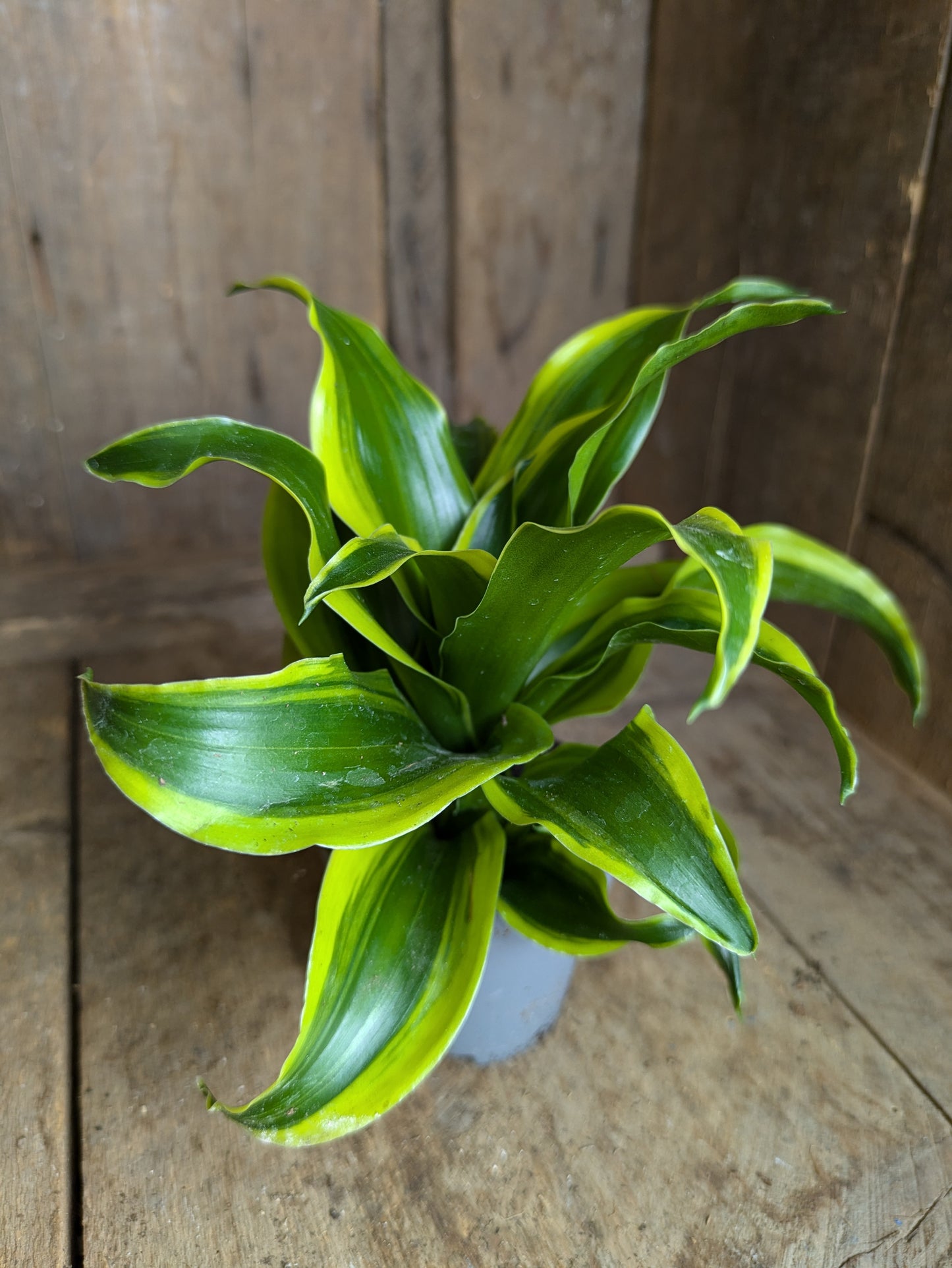 Dracaenea Dragontree 'Twist' in 6 cm pot