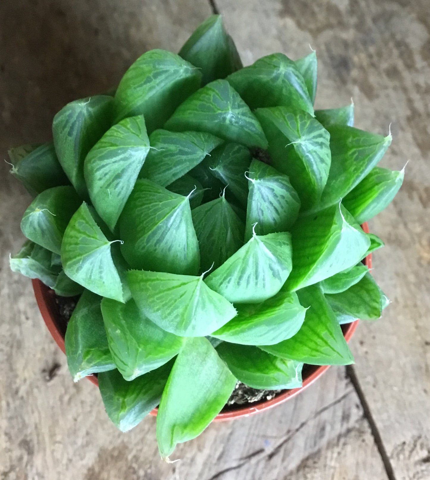 Haworthia cooperi in 5 cm pot