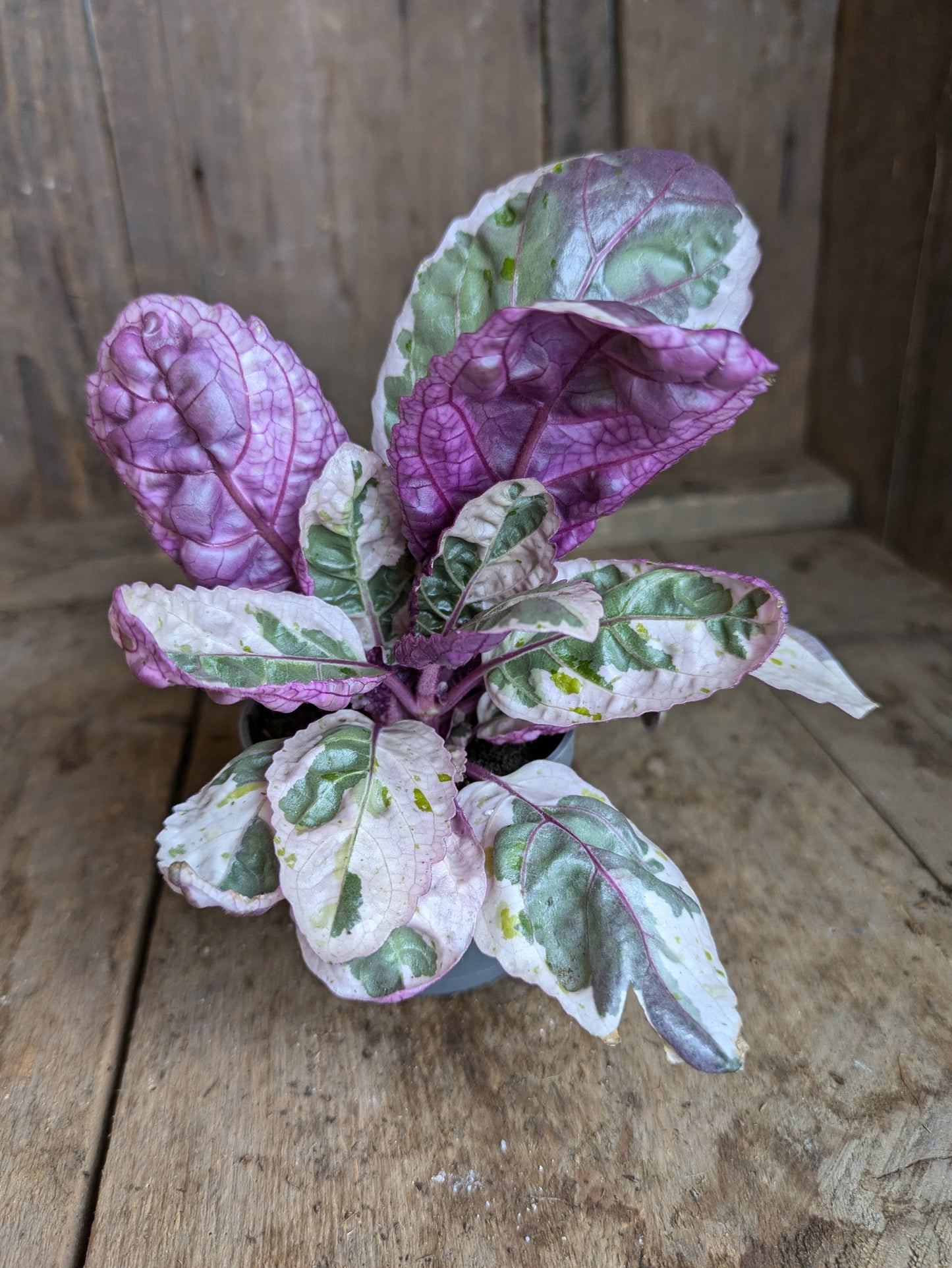 Hemigraphis 'Snow White' in 6 cm pot