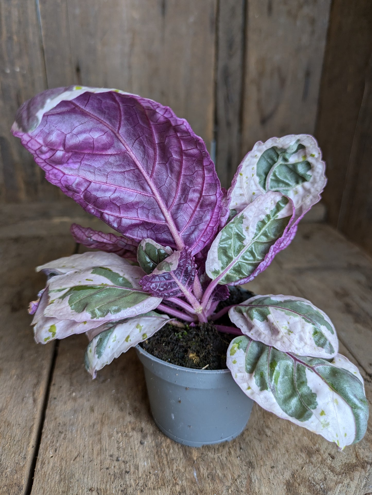 Hemigraphis 'Snow White' in 6 cm pot