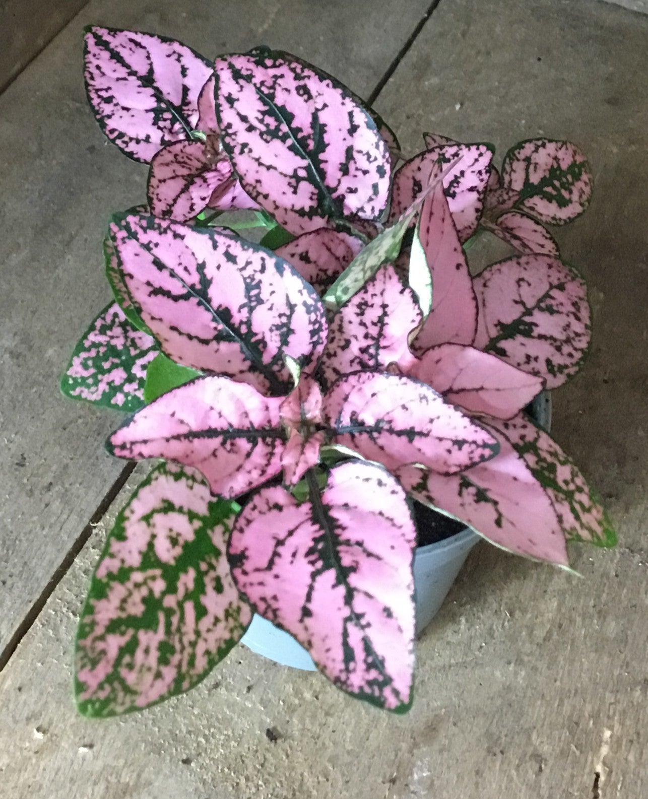 Hypoestes phyllostachya 'Pink' in 6 cm pot