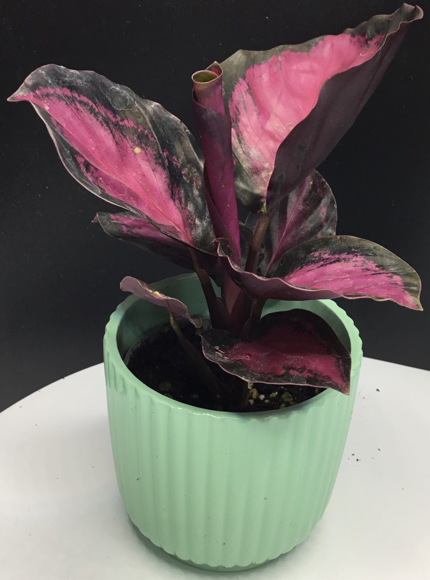 Mint ceramic pot 6 cm