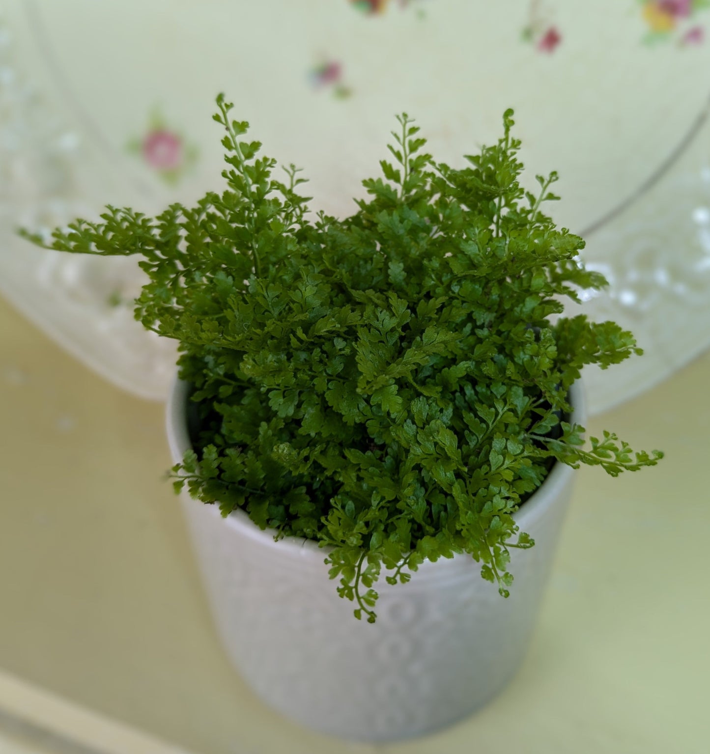 close up of the tiny fronds of the nephrolepis cotton candy