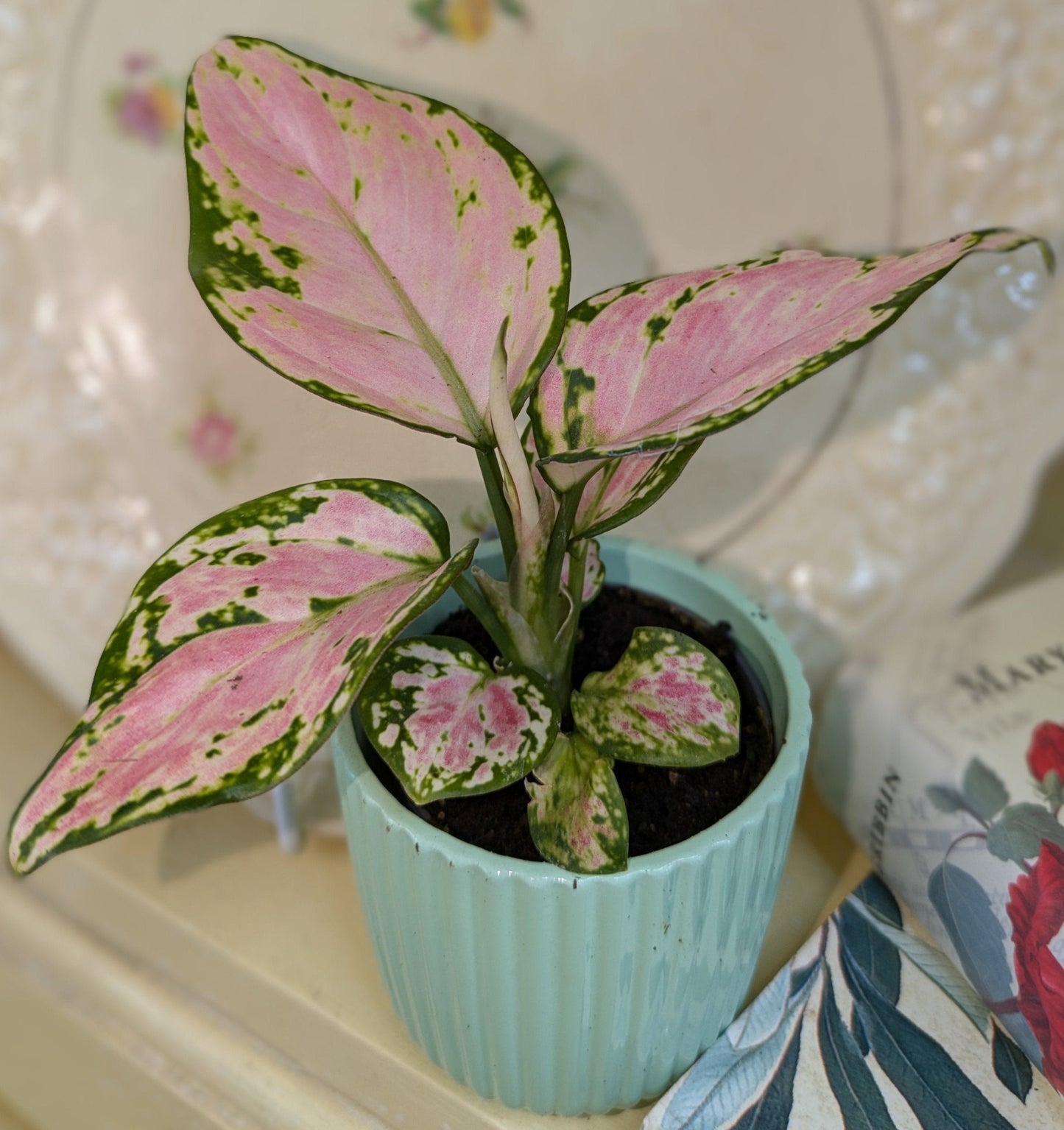 close up of pink blush leaf with dark green margin in mint coloured pot
