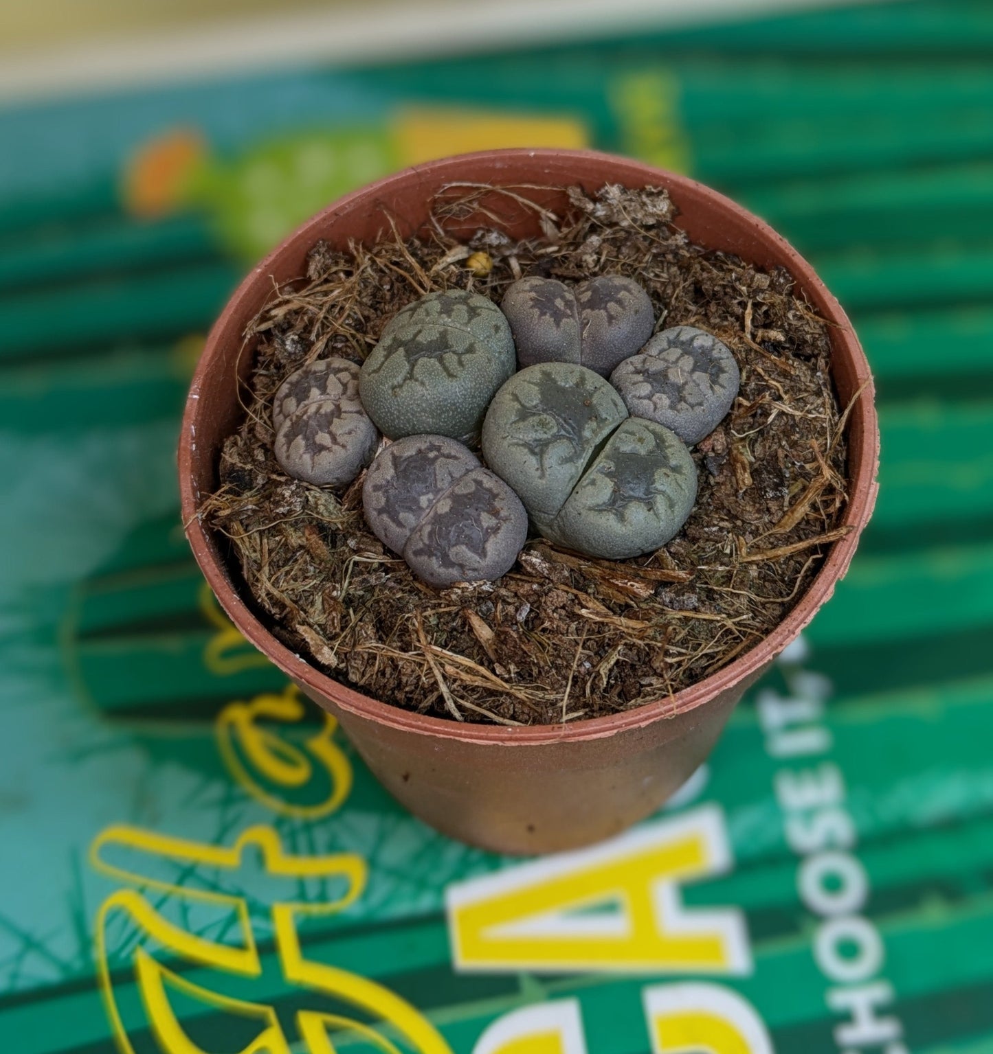 tiny little succulent leaves that exactly like tiny little stones with a split going across the middle