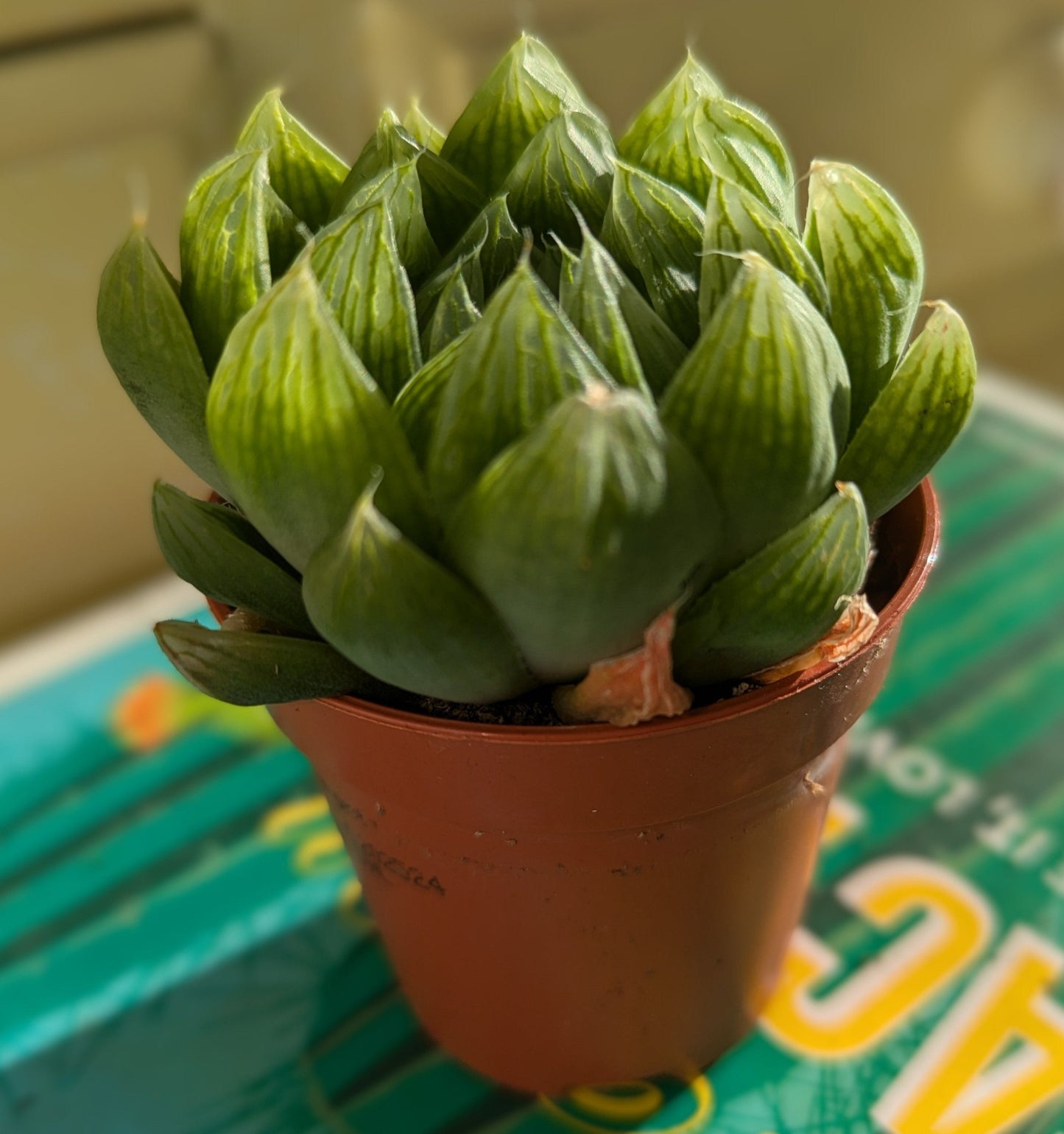 very close up of translucent succulent leaves of the haworthia cooperii