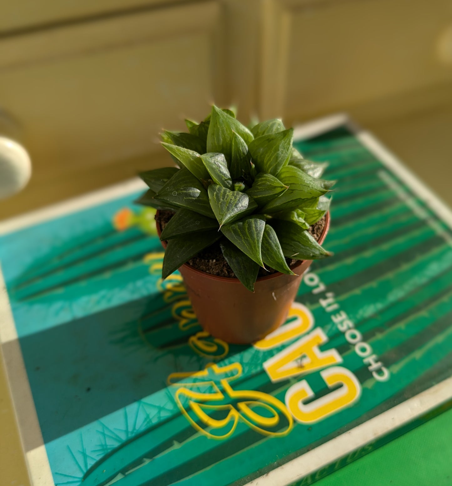 Haworthia cymbiformis in 5 cm pot