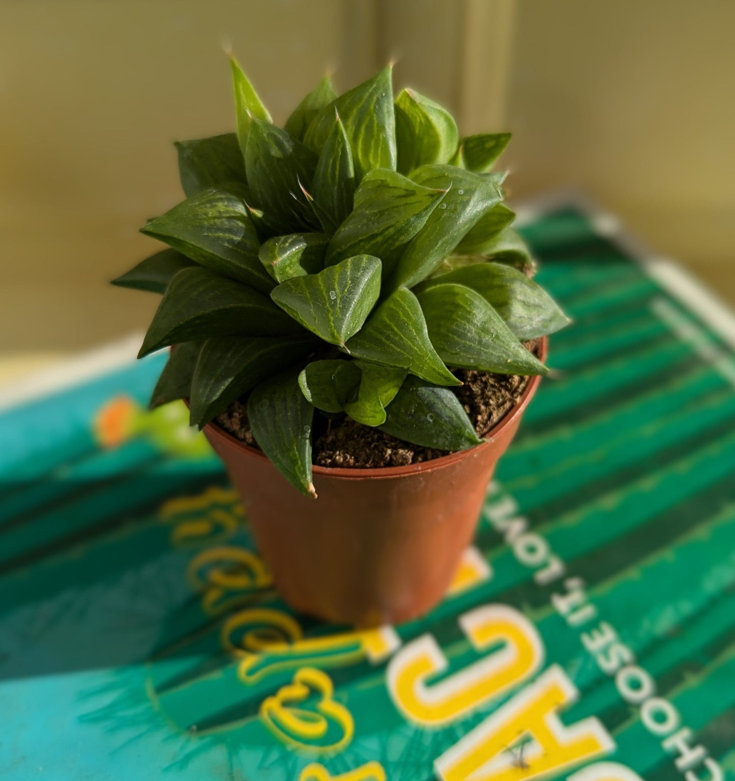 close up of plump fleshy leaves with white vertical veining