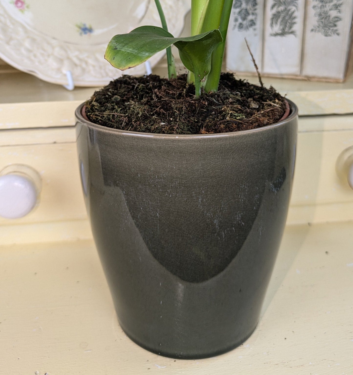 close up of dark green ceramic pot