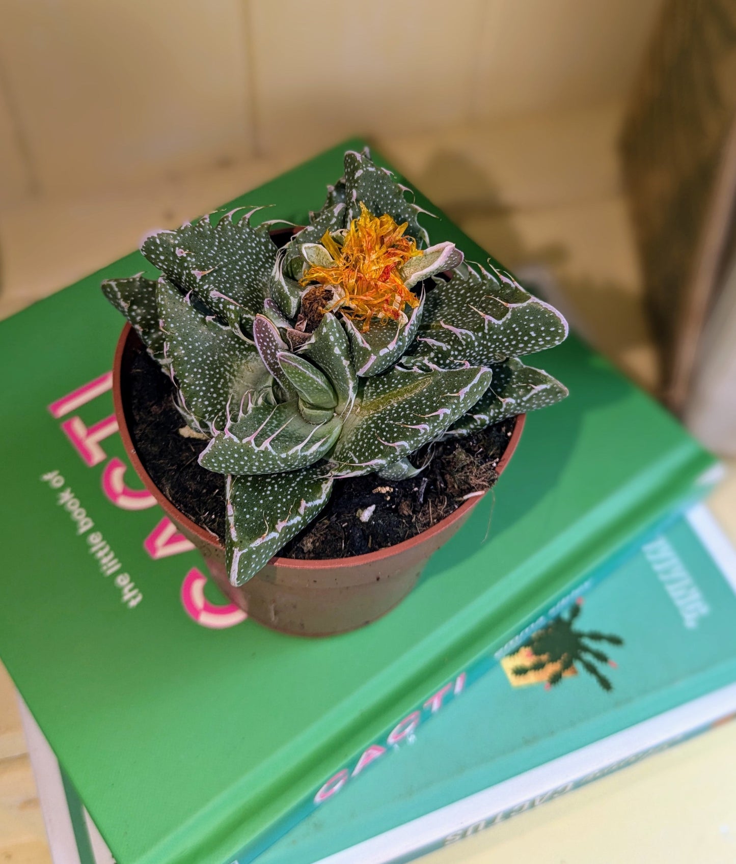 Faucaria Monstruoza in 8 cm pot