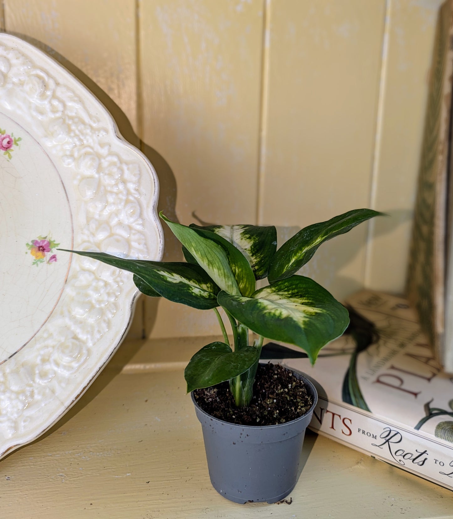 Dieffenbachia maculata 'Camilla' in 6 cm pot