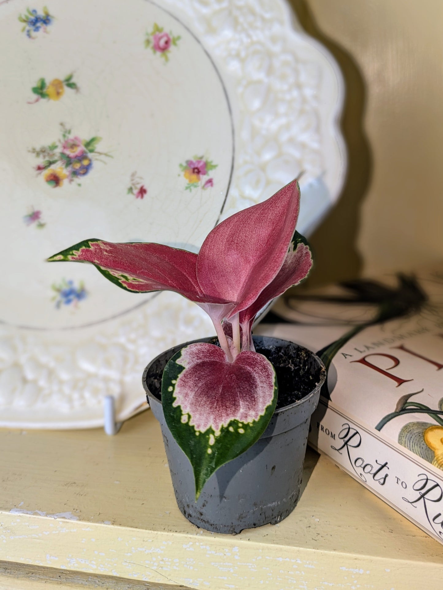 Aglaonema 'Red Dragon' in 6 cm pot
