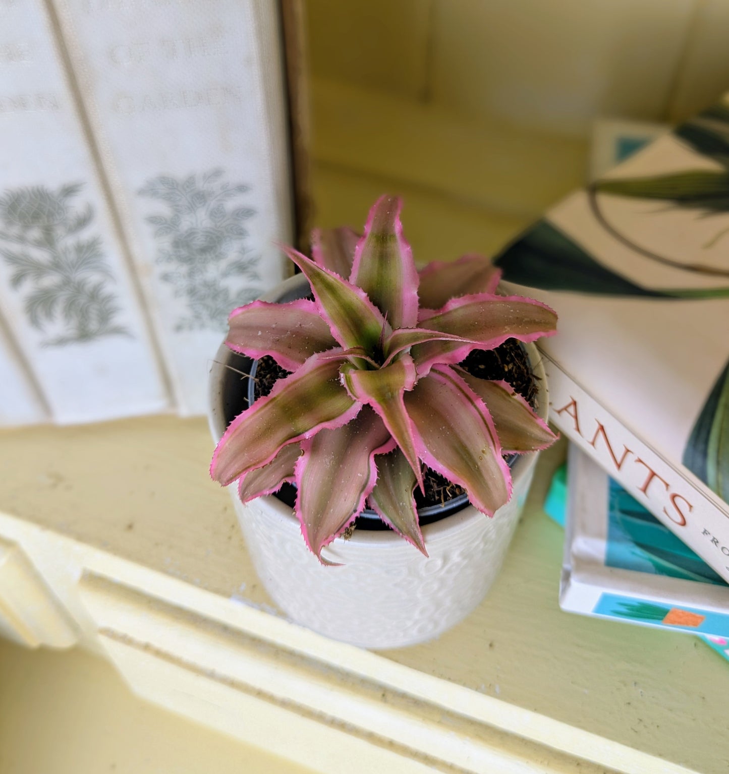 Vibrant pink and green strap like leaves resembling a star