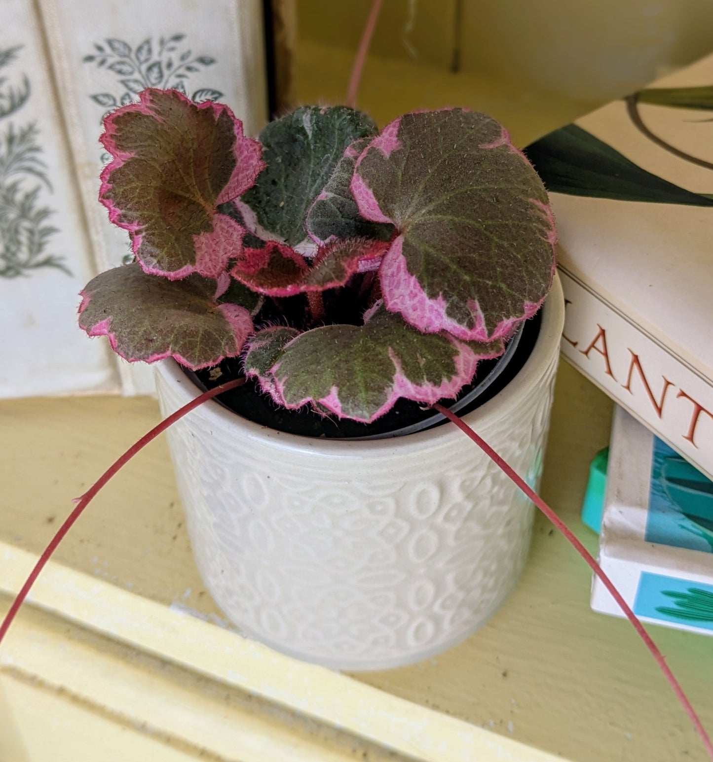 Saxifraga stolonifera 'Variegata' in 6 cm pot
