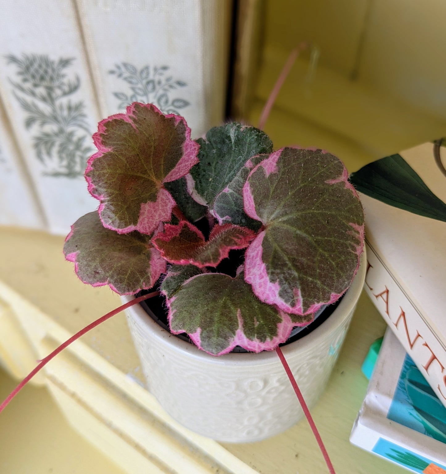 close up of scalloped edges of green leaf with deep pink margin in a white ceramic pot