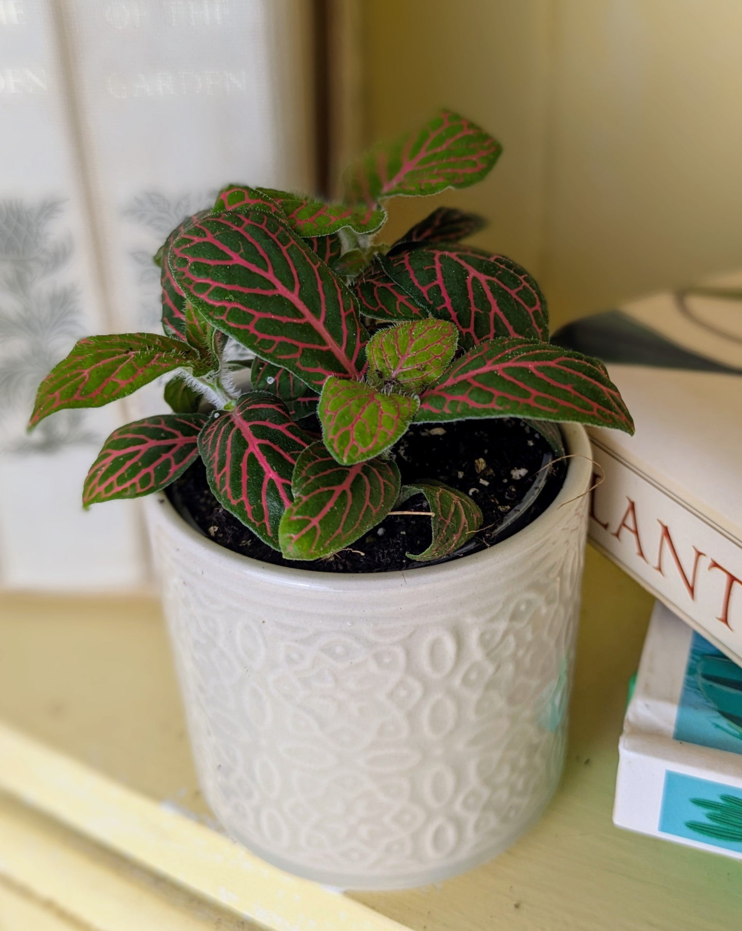 Fittonia verschaffeltii mini dark pink in 6 cm pot