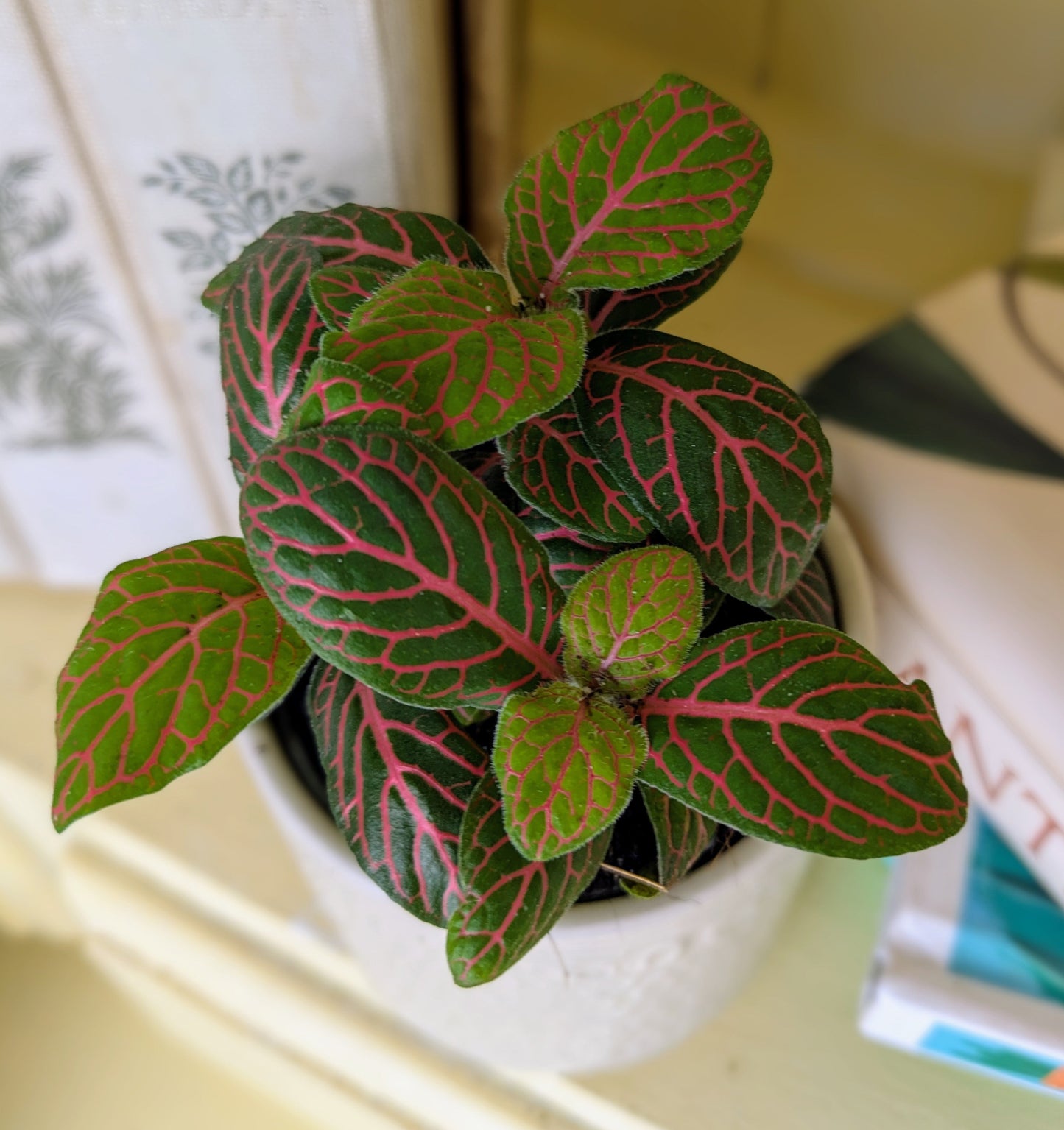 dark pink veining on green ovate leaves