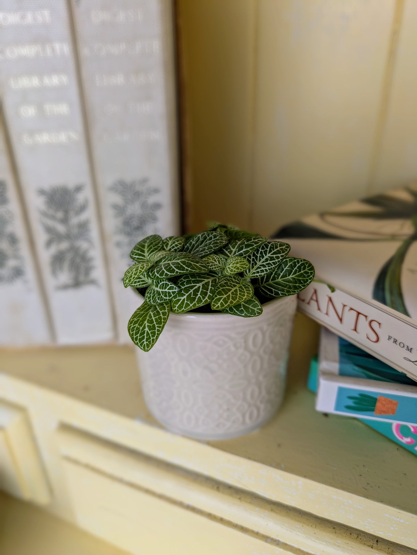 Fittonia verschaffeltii mini white in 6 cm pot