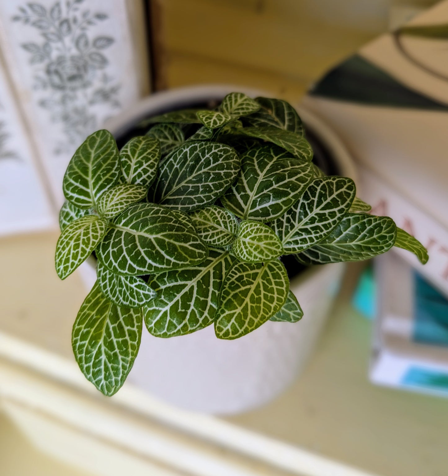 striking green leaves with prominent white veining
