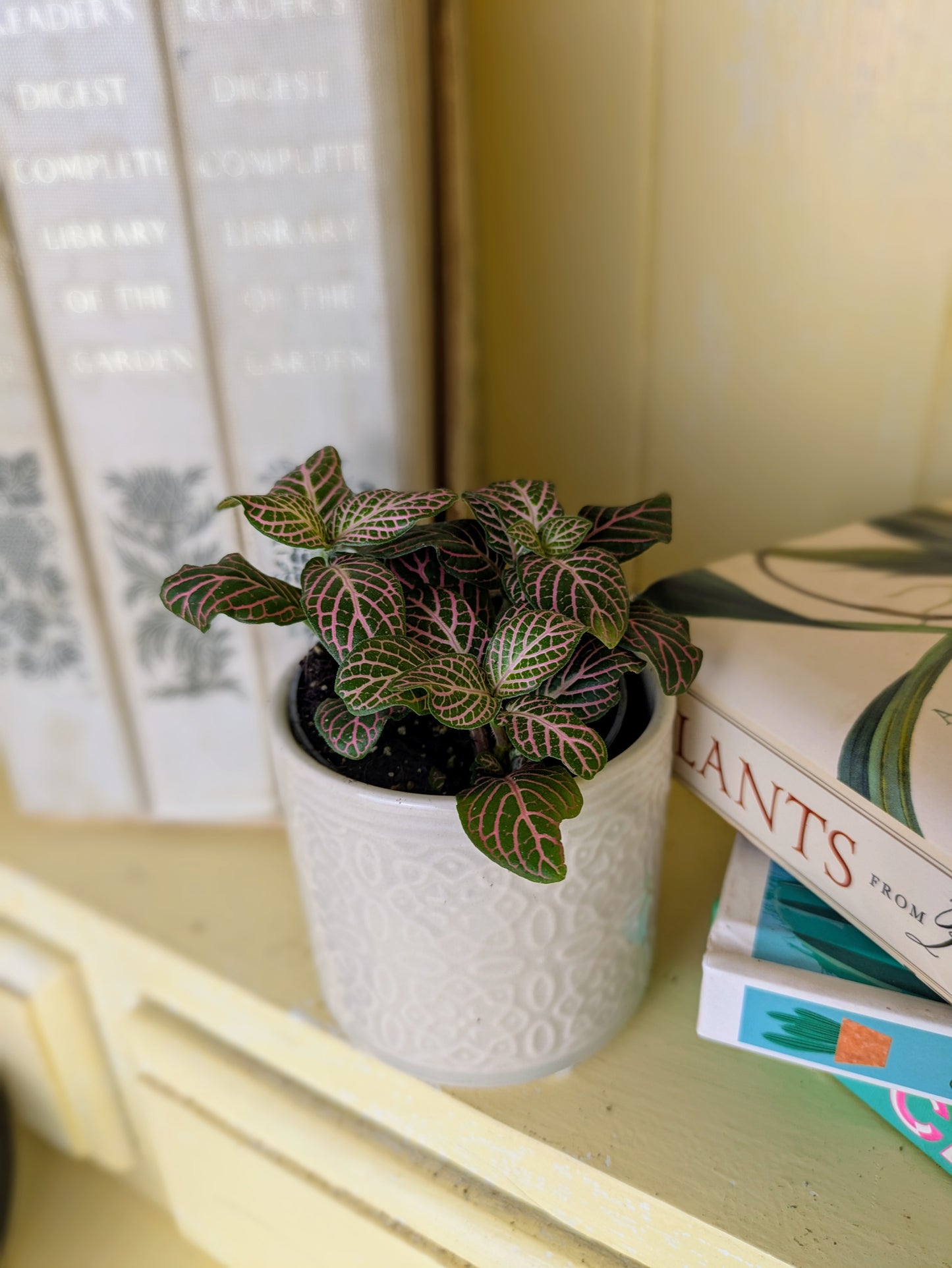 Fittonia verschaffeltii mini light pink in 6 cm pot