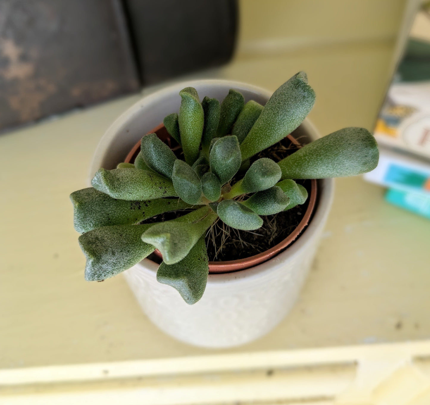 club shaped fleshy green leaves