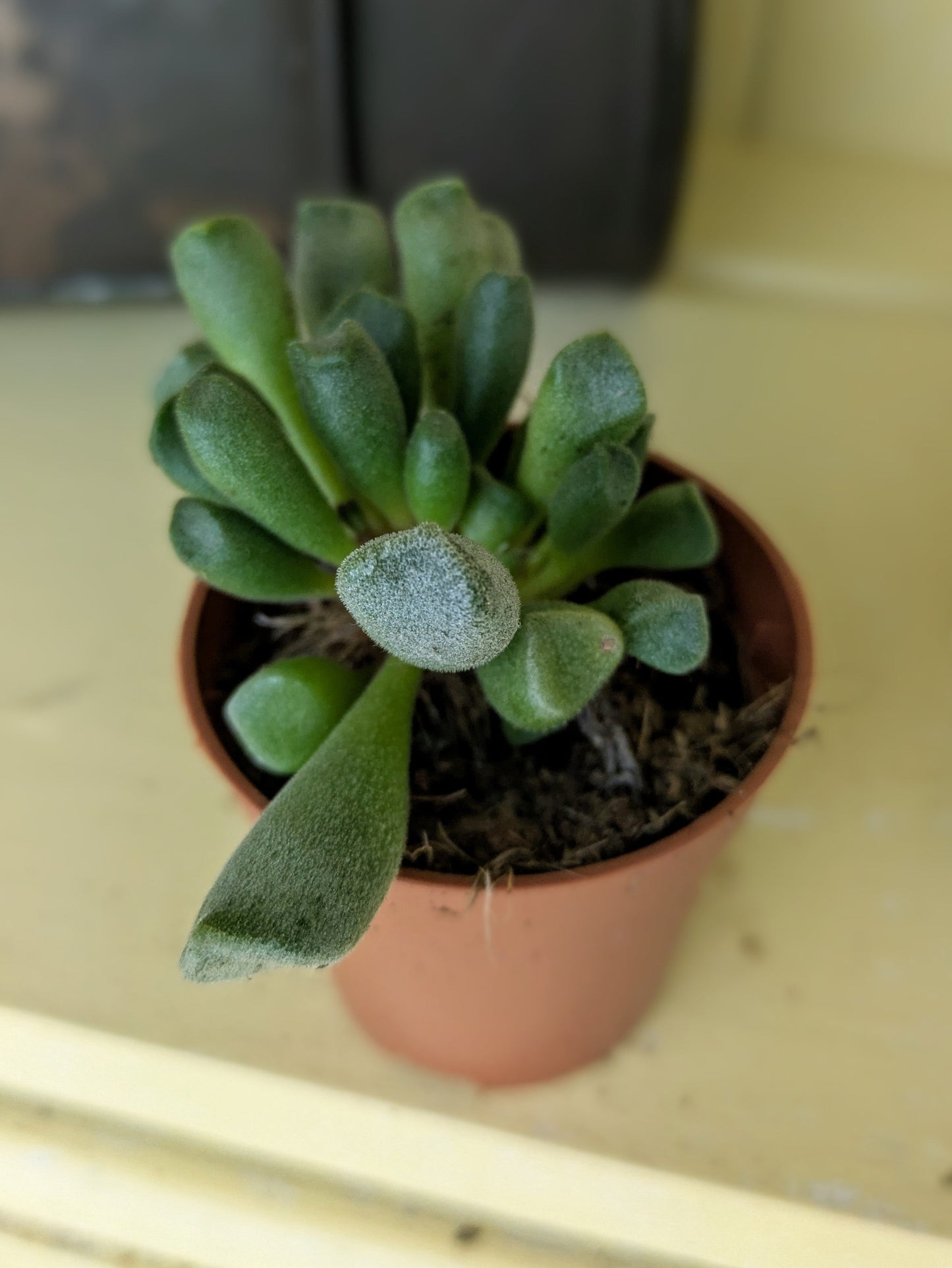 Adromischus 'Clavifolia' in 5 cm pot