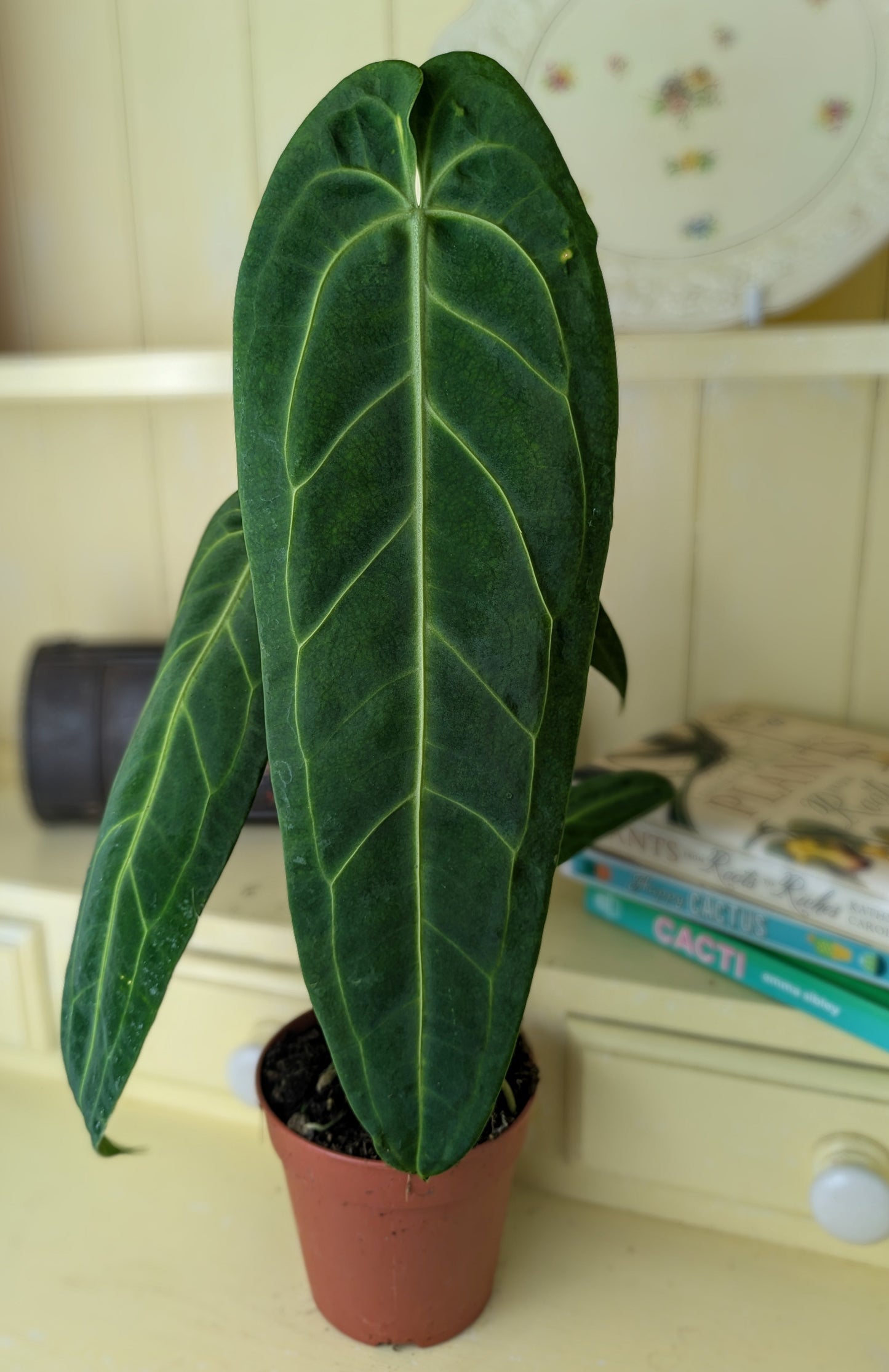 long narrow leaves with shimmery surface