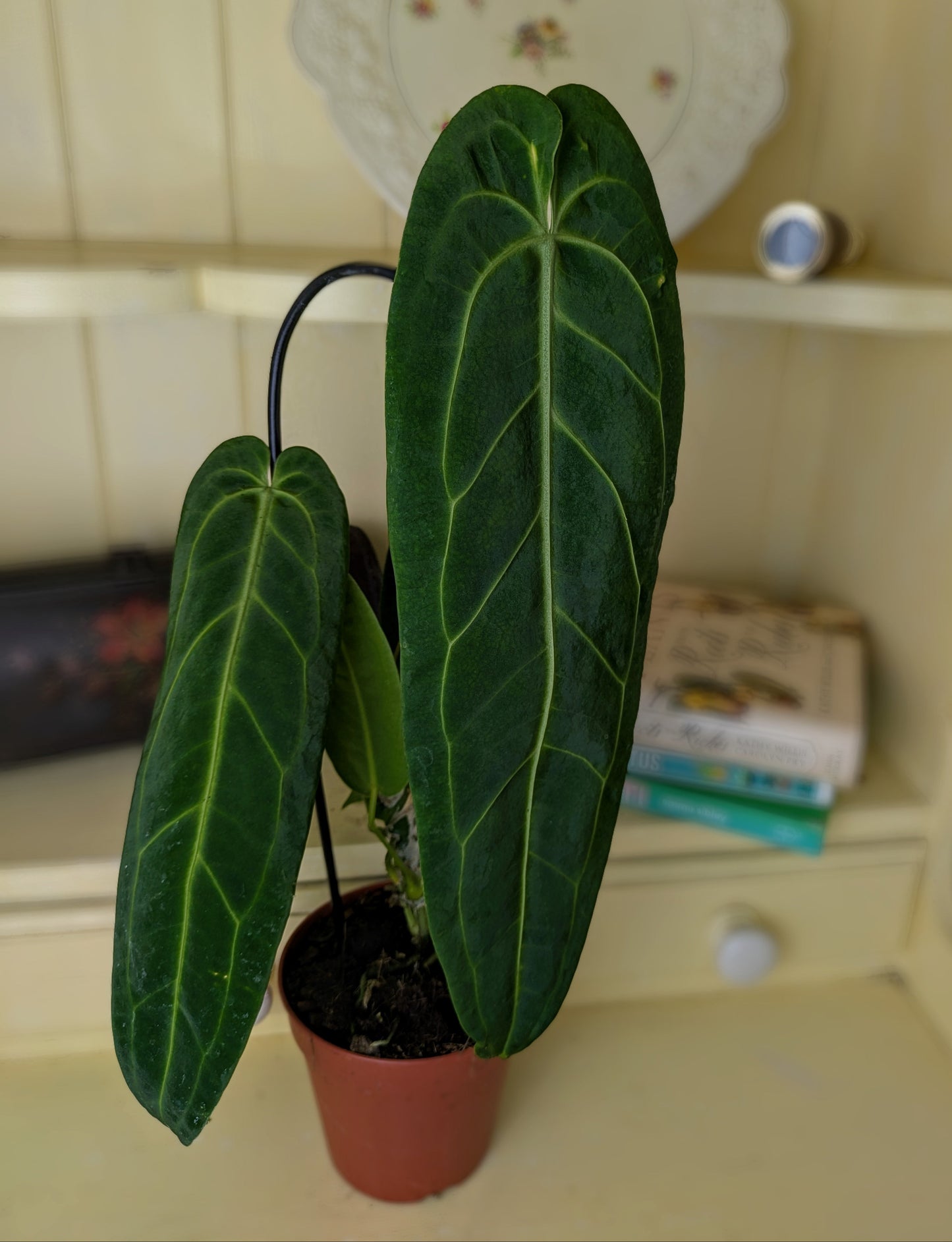 Anthurium warocqueanum Rare Tropical Houseplant in 12 cm pot.