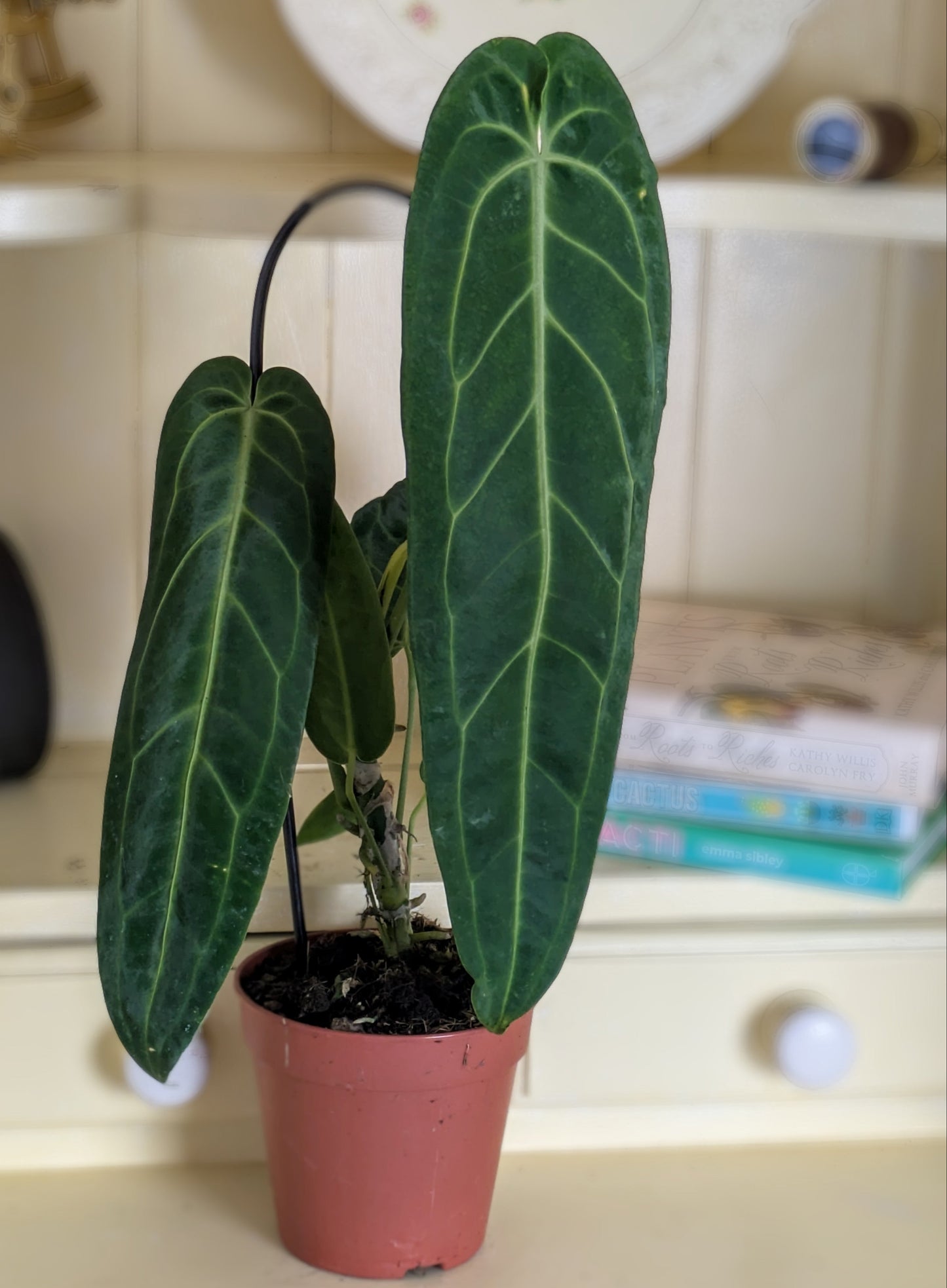 long narrow leaves with shimmery surface