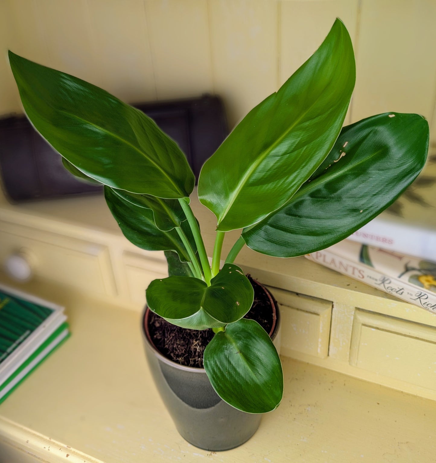 large glossy green leaves of the bird of paradise