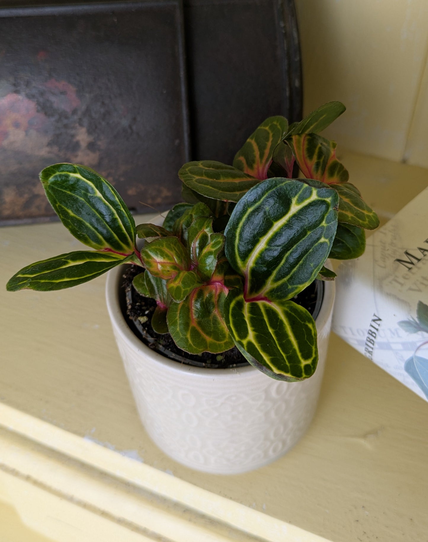 Iresine herbstii in 5 cm pot