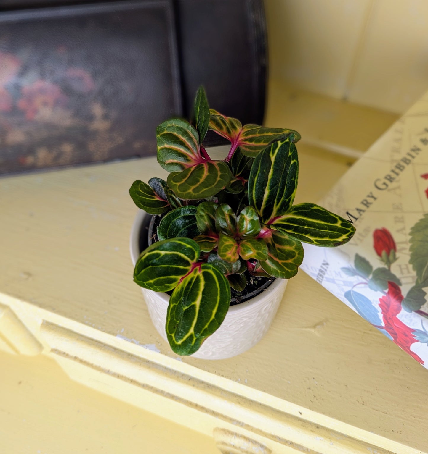 Iresine herbstii in 5 cm pot