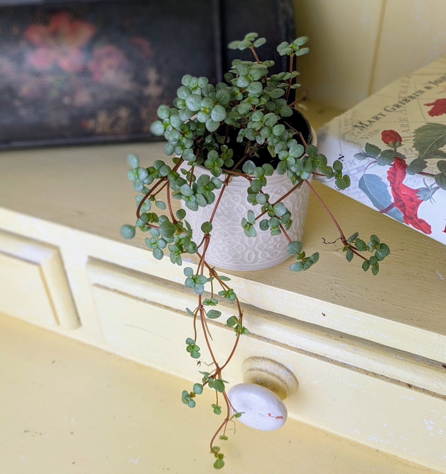 very small delicate bluey green leaves on long trailing stems