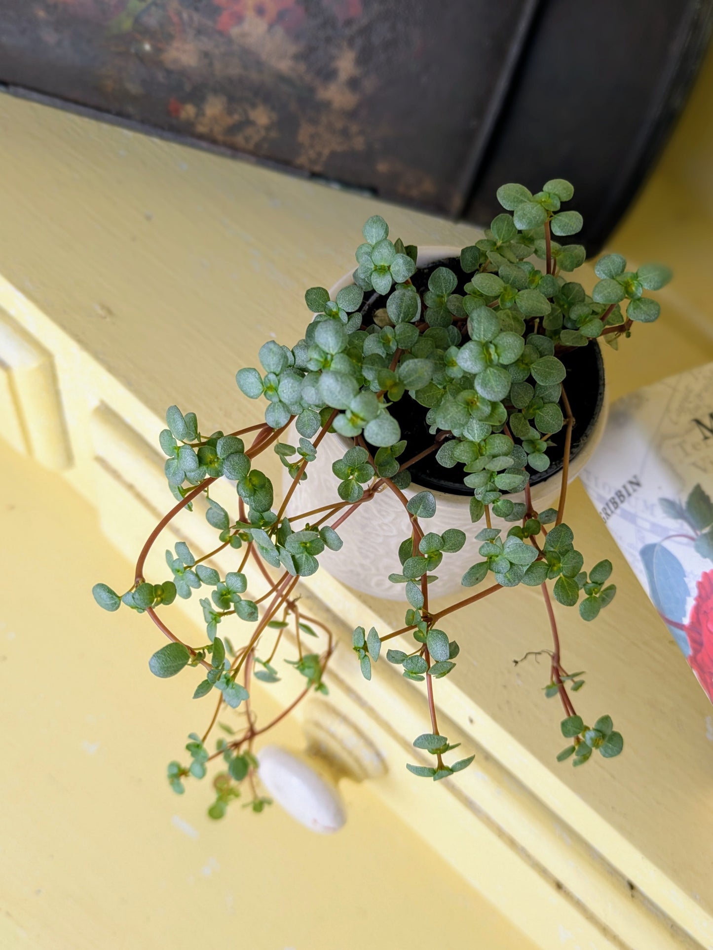 Pilea glaucophylla 'Greyzy' in 6 cm pot