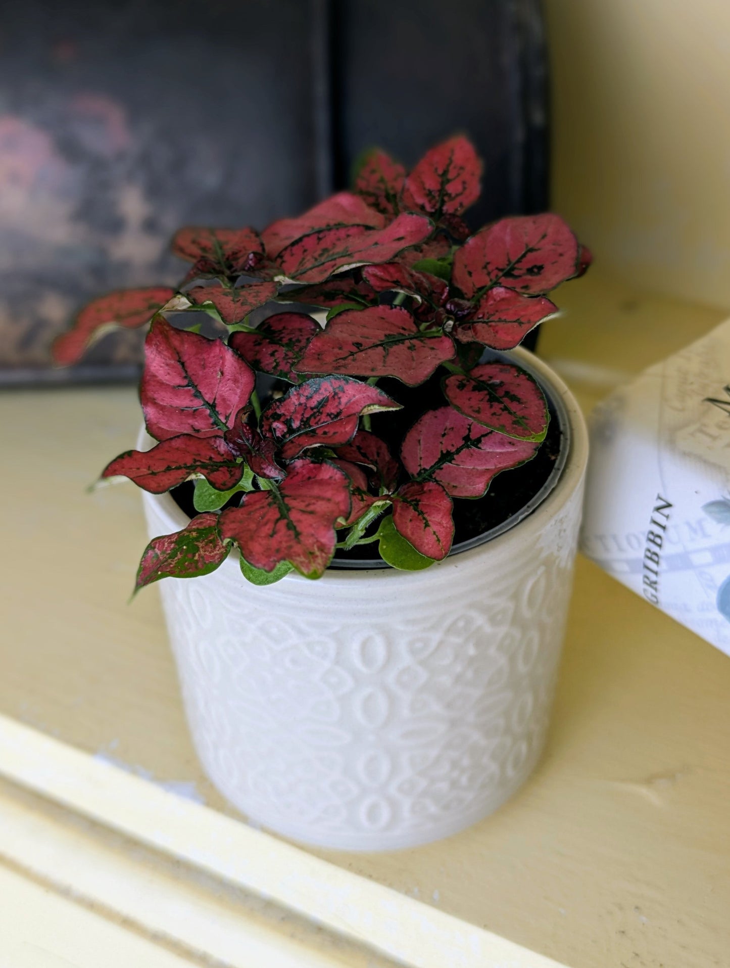 Hypoestes phyllostachya 'Red' in 6 cm pot