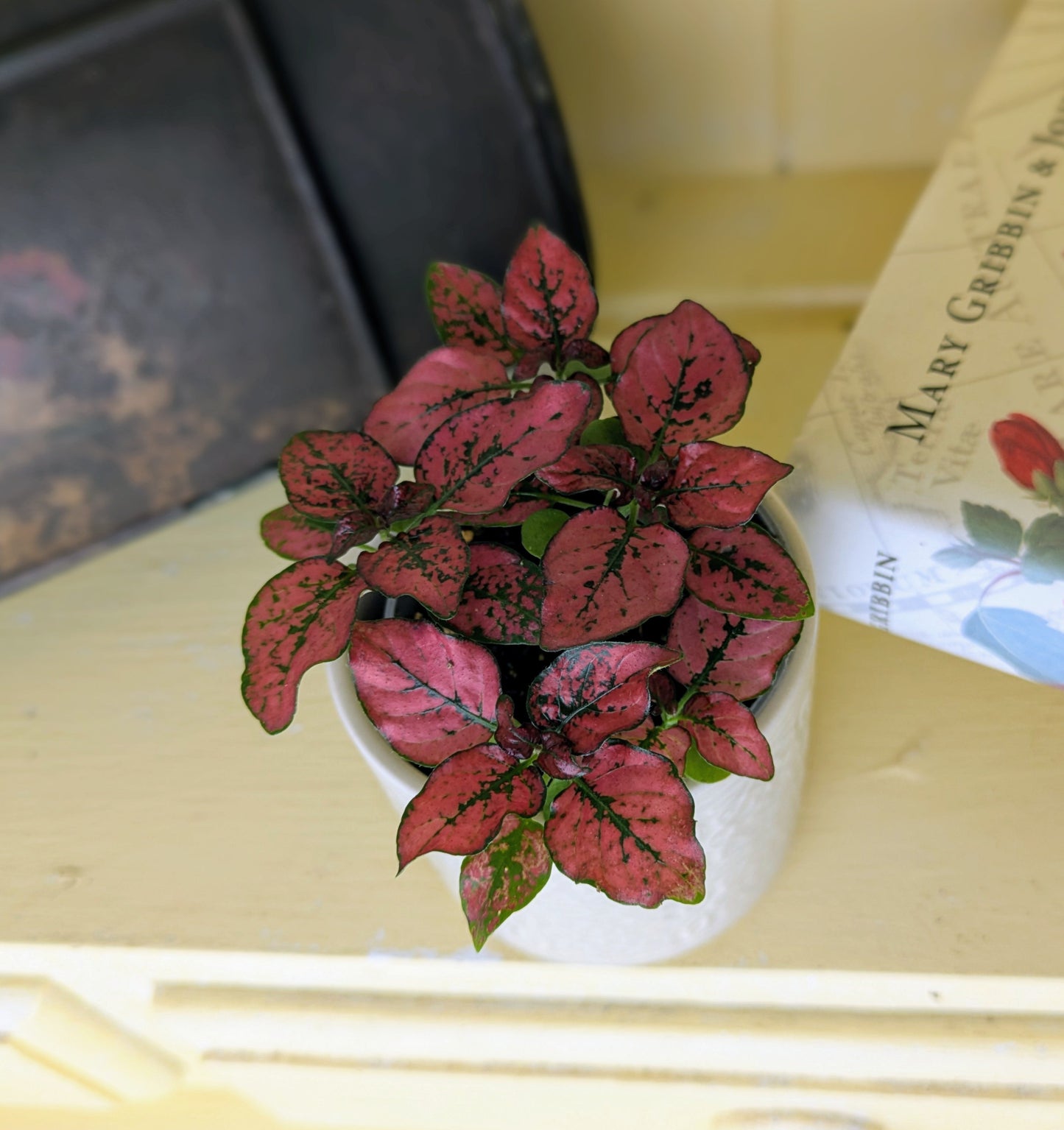 bright red leaves with green veining