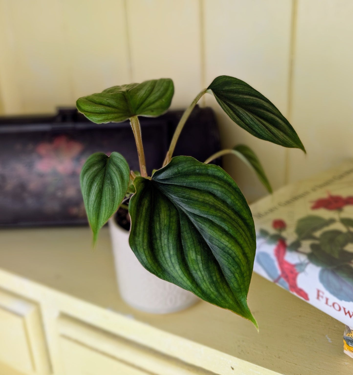 dark green heart shaped leaves on long stems