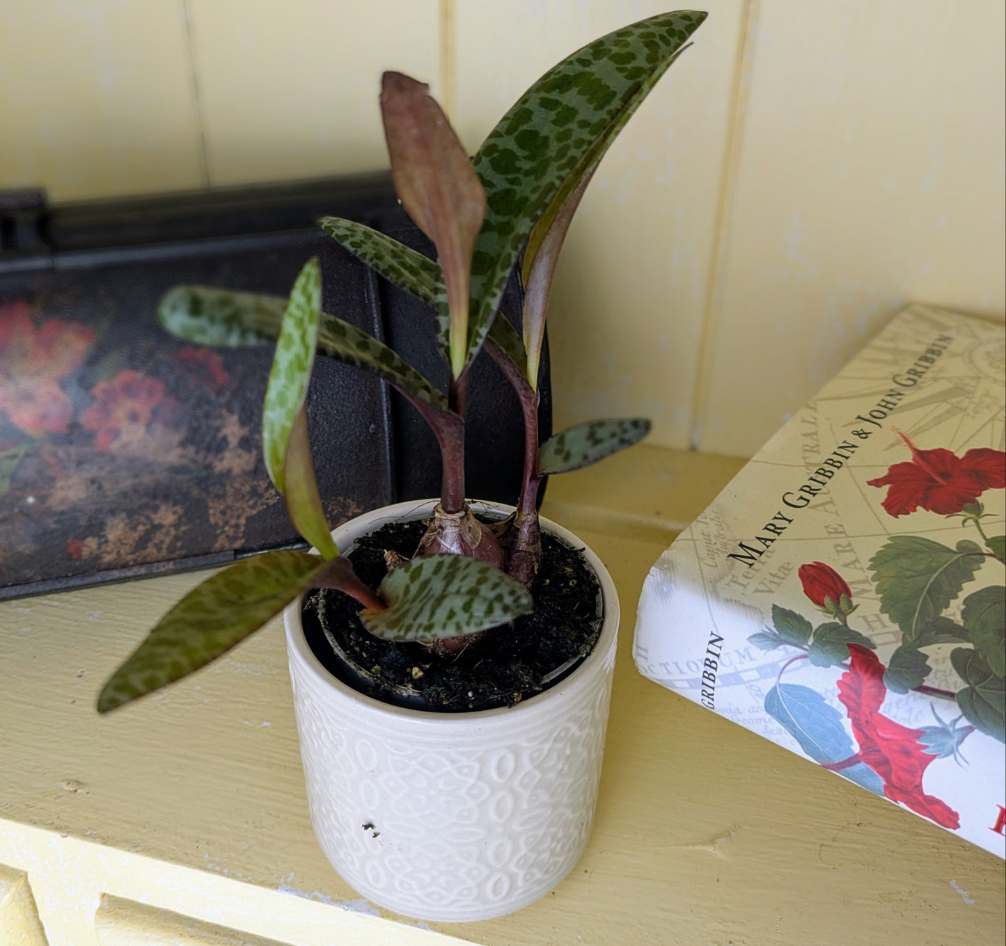 Ledeboria socialis in 6 cm pot