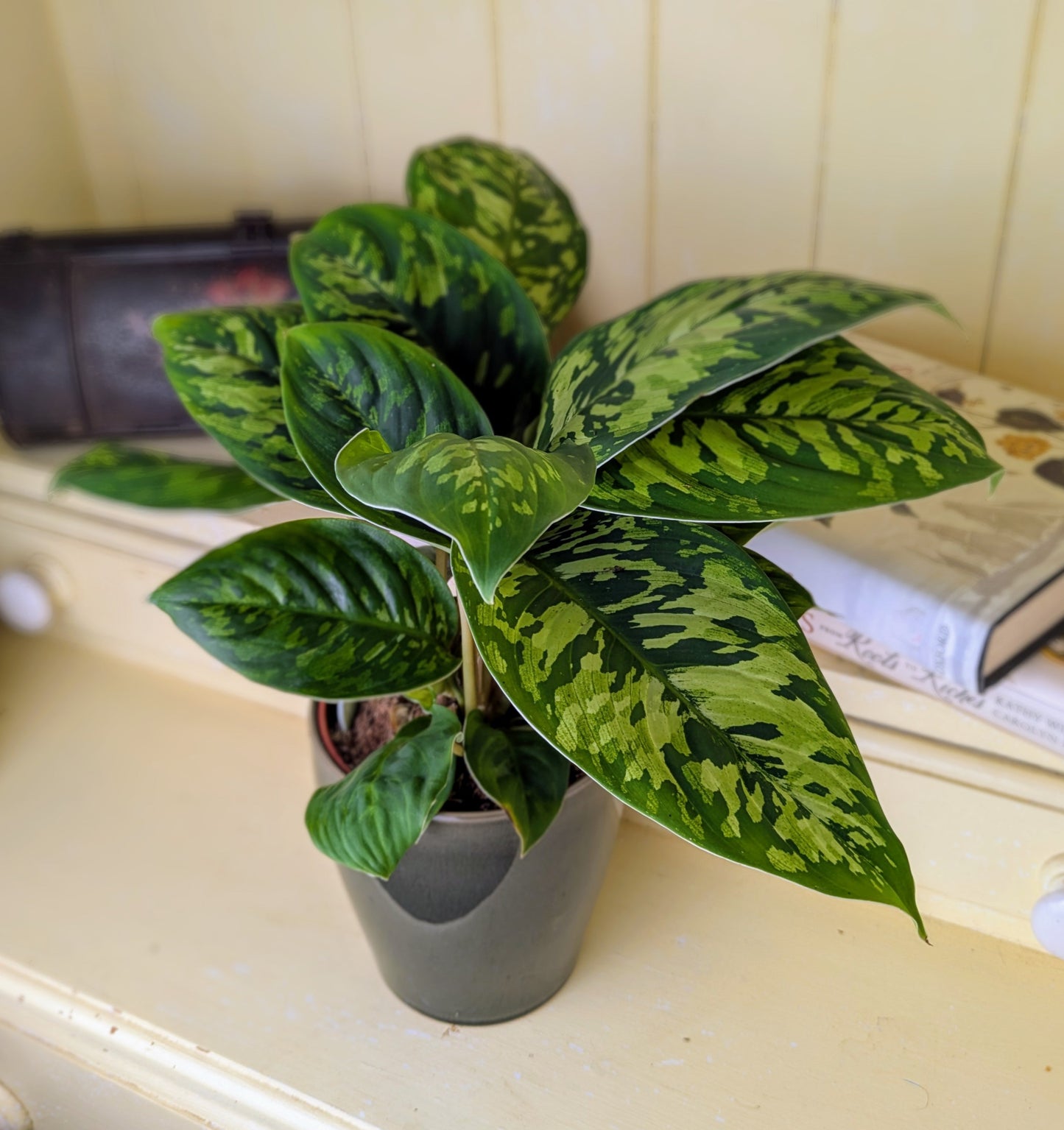 Large leaves of light and dark green creating a camouflage effect