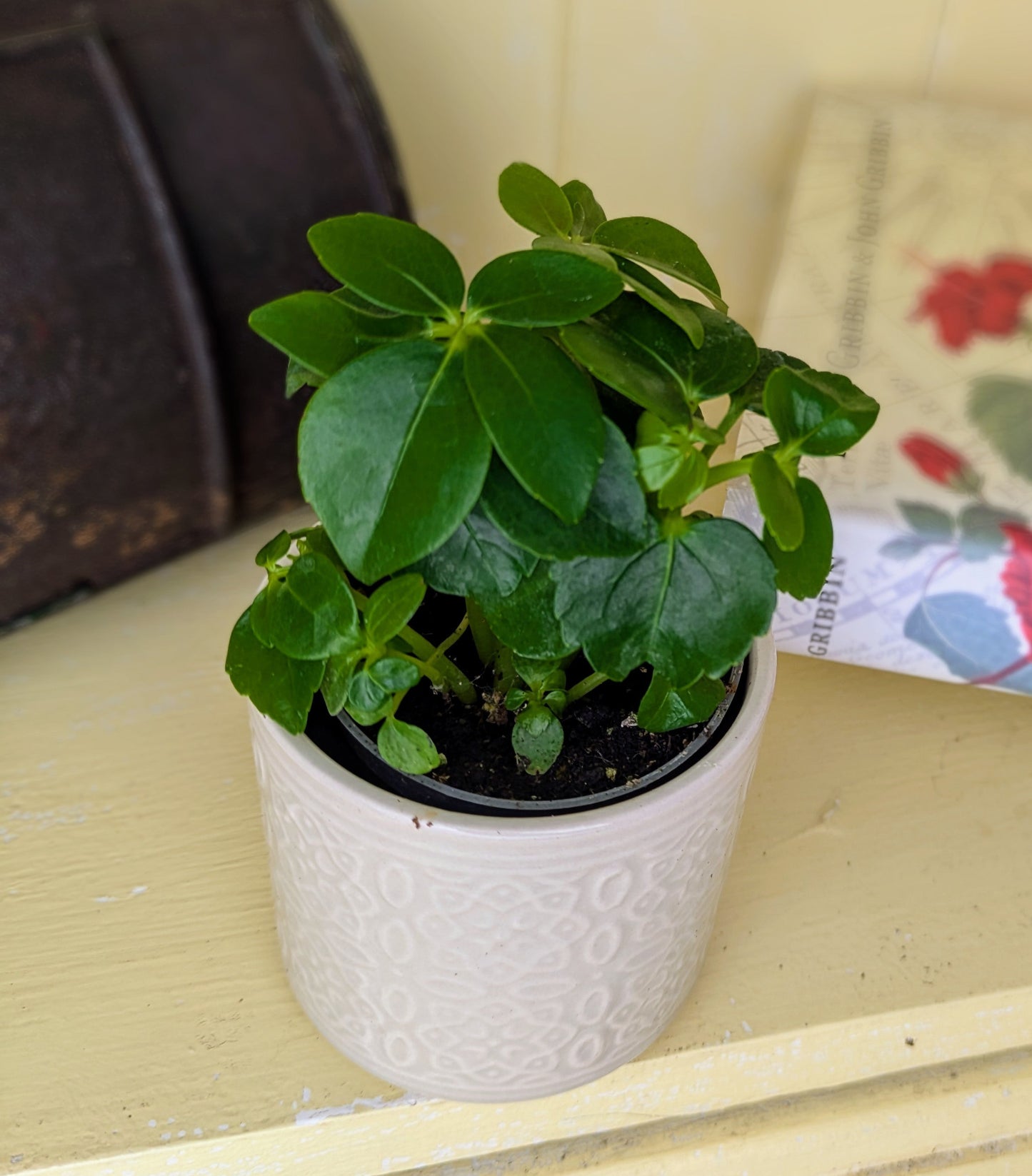 Schefflera arboricola in 6 cm pot