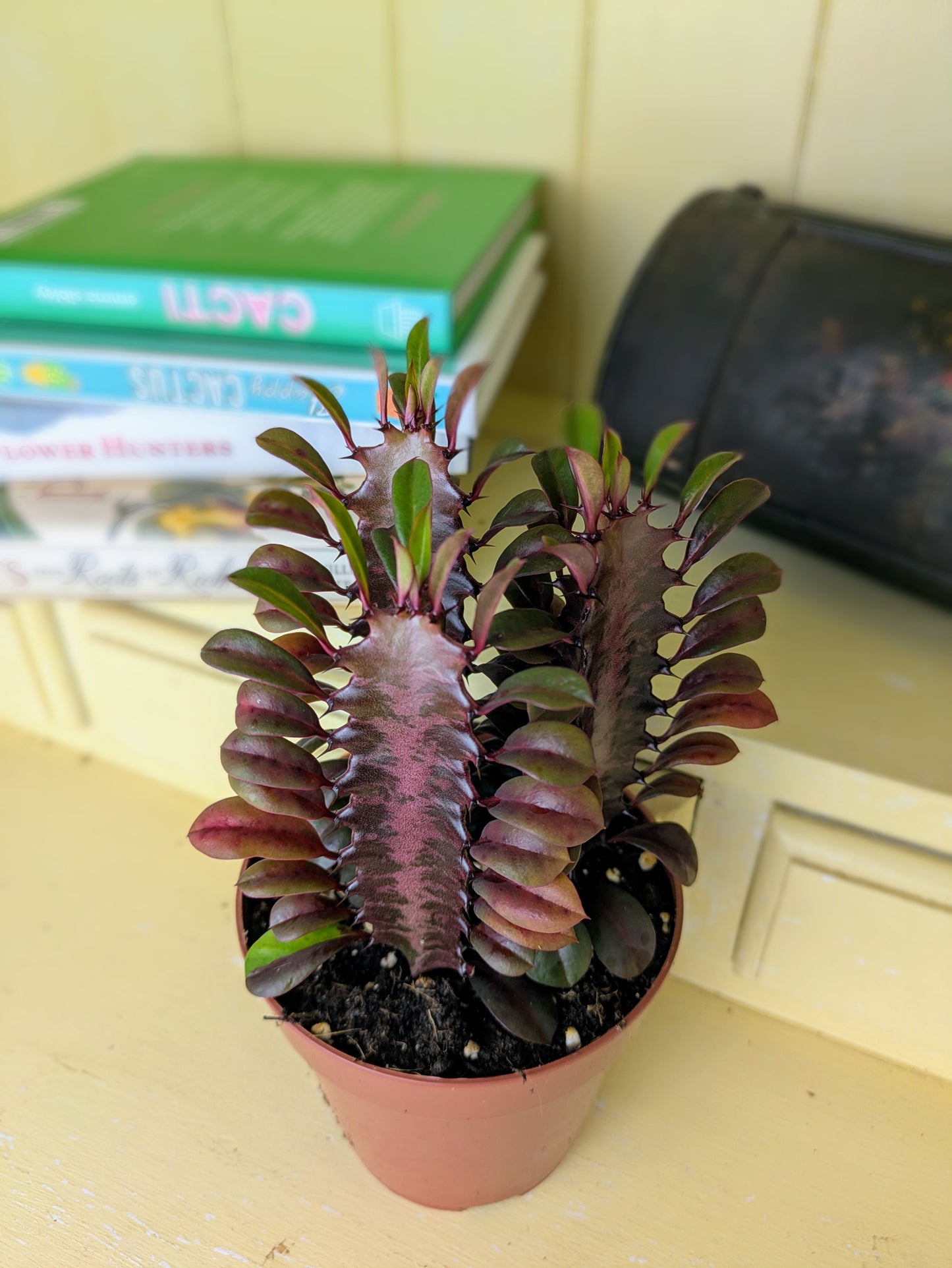 Euphorbia trigona 'Rubra' in 12 cm pot