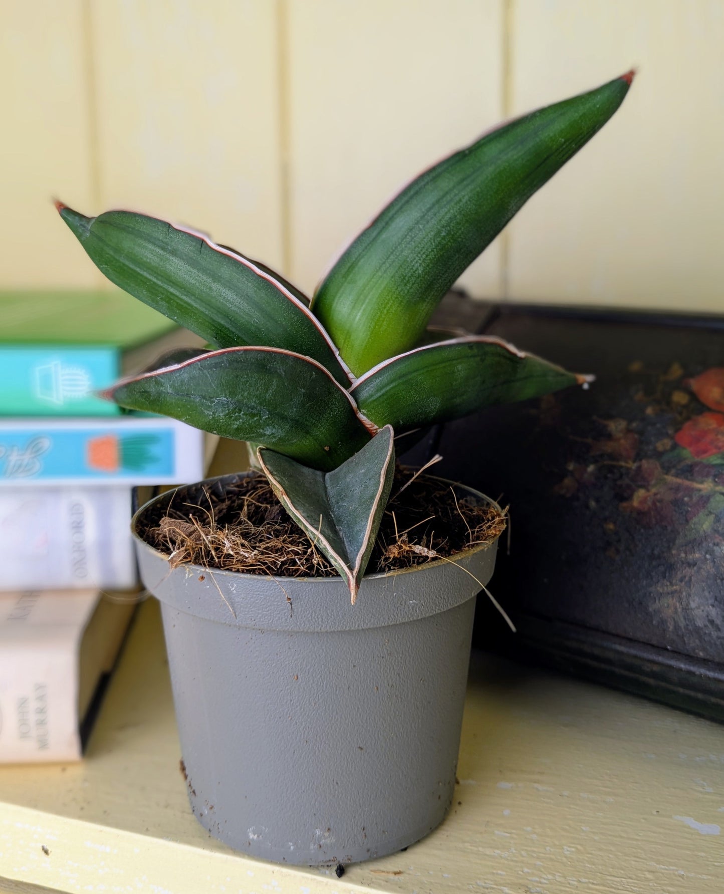 Sansevieria Samurai in 9 cm pot
