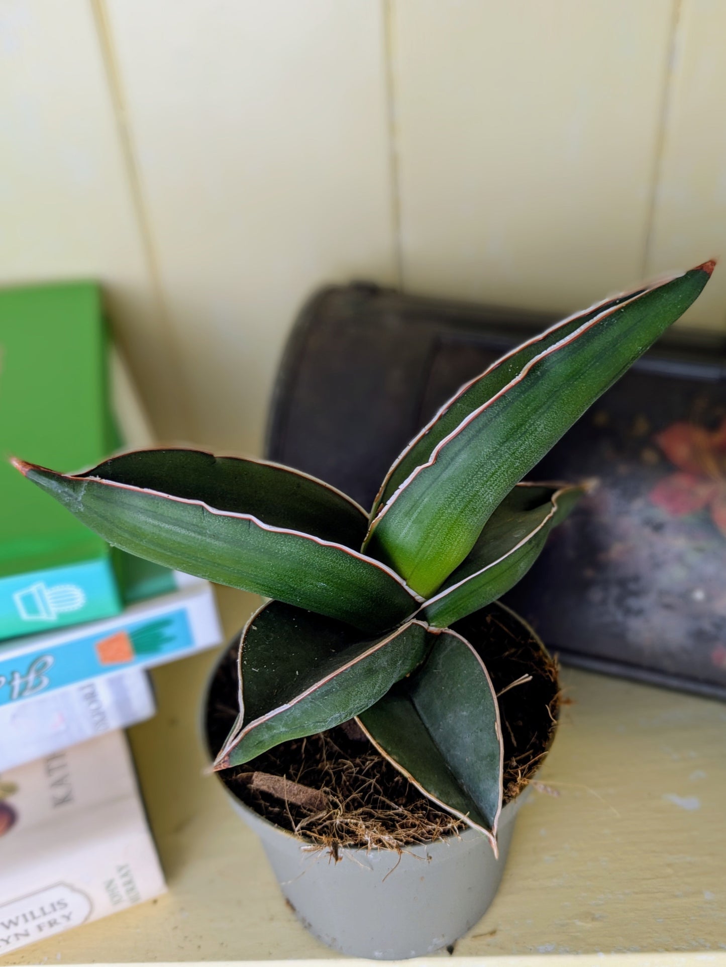 Sansevieria Samurai in 9 cm pot