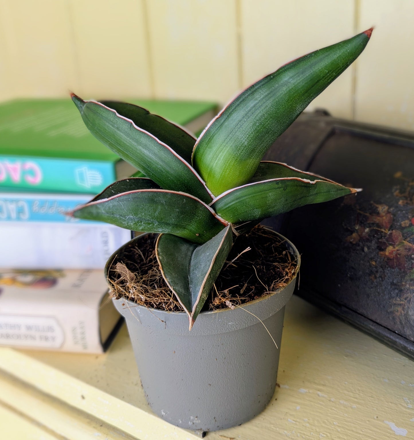 thick robust pointed dark green leaves with prominent reddy gold margins