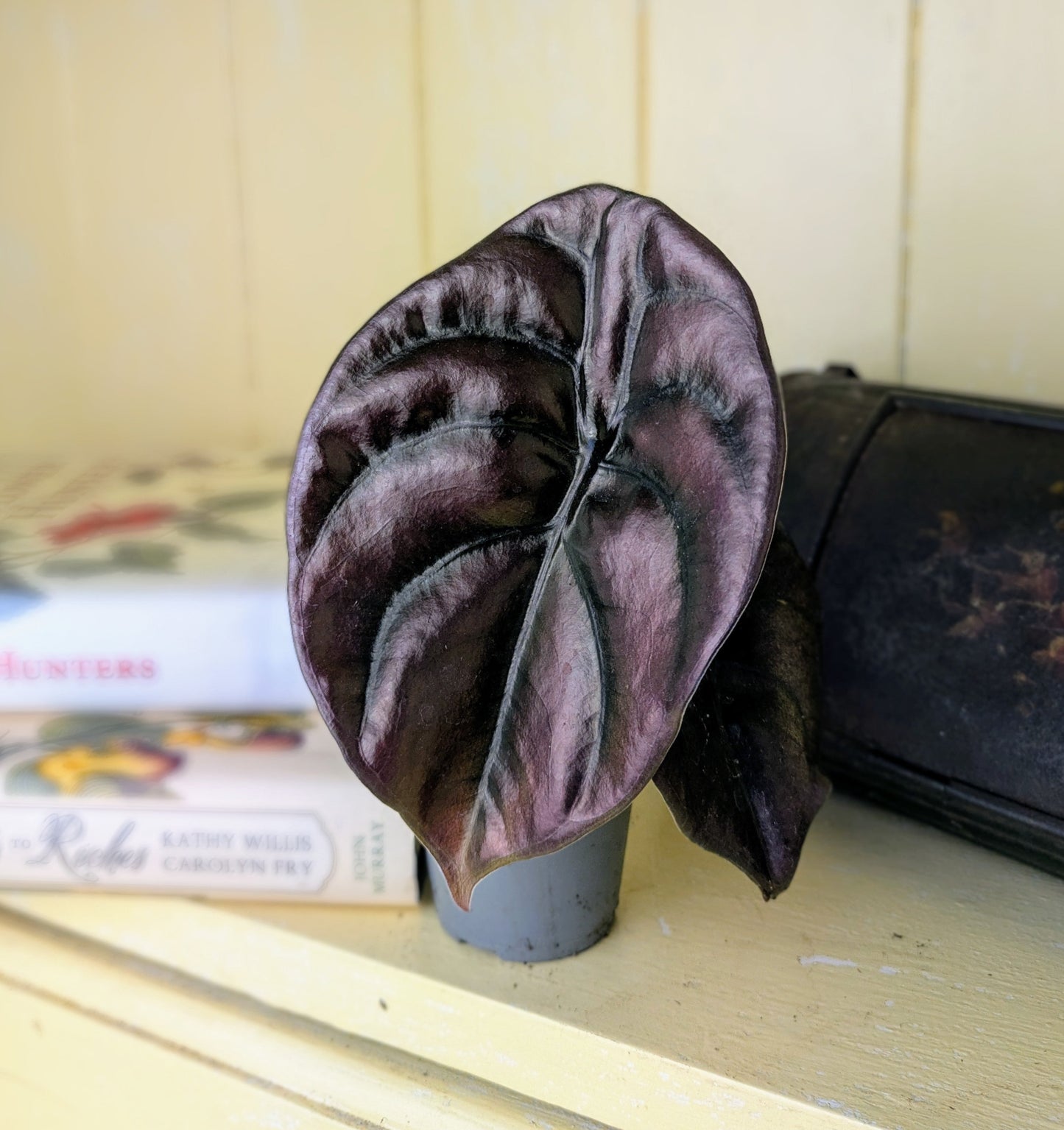 Large oval metailic dark red leaf with dark veining in a grey pot